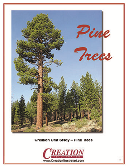 Creation Illustrated Unit Study Pine Trees